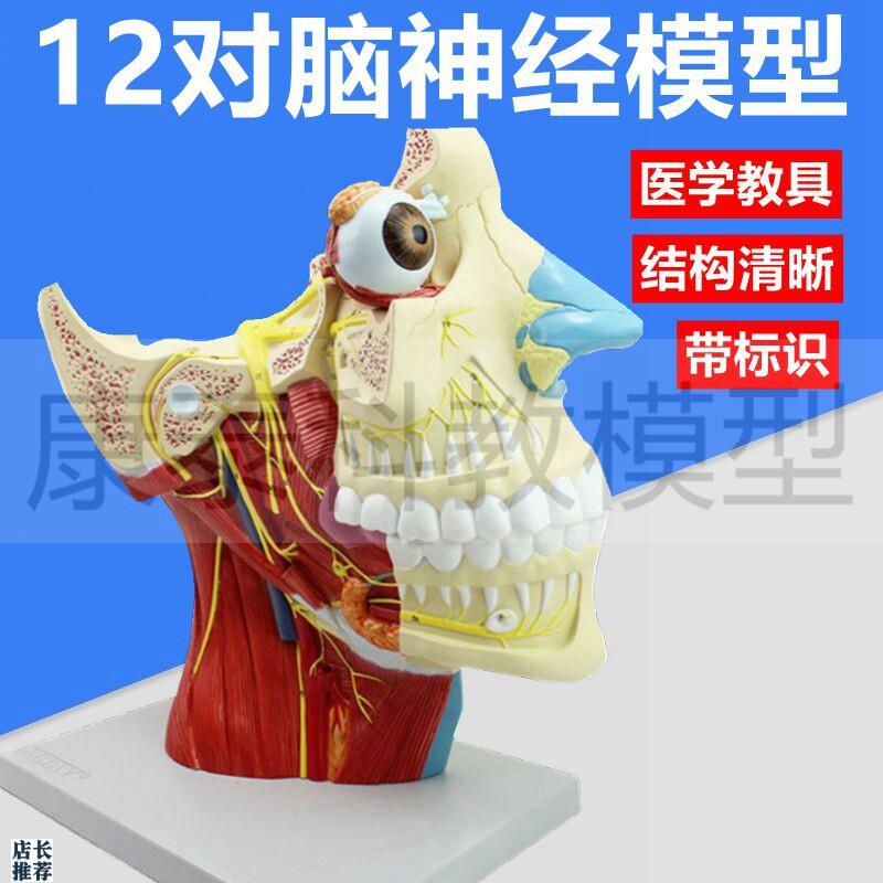 12对脑神c经模型中枢面部肌肉血管整形美容大脑皮层功能脑组织结