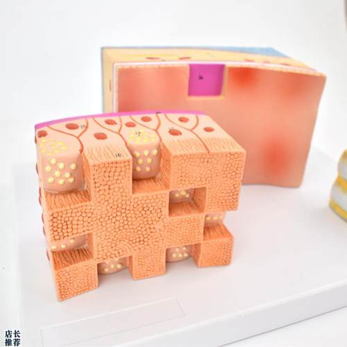 ENOVO颐诺人体气管解剖结构模型气管J壁喉解剖医学音乐教学学习喉