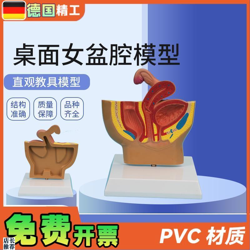 德国】PNT-058o01桌面女盆腔模型女性盆腔矢状切教学仿真女盆腔