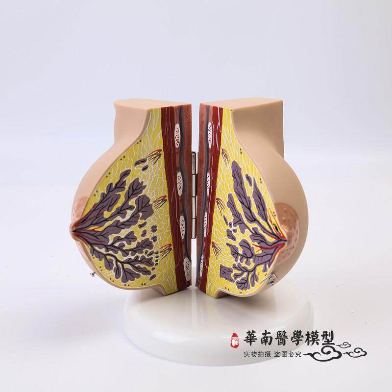 乳房模型b胸部解剖乳房结构造妇产科教学整容微整形展示美容院医