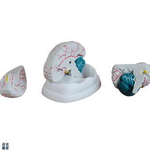 大脑模型新型脑解剖模型脑干大z脑小脑部构造关系解剖教学模型医