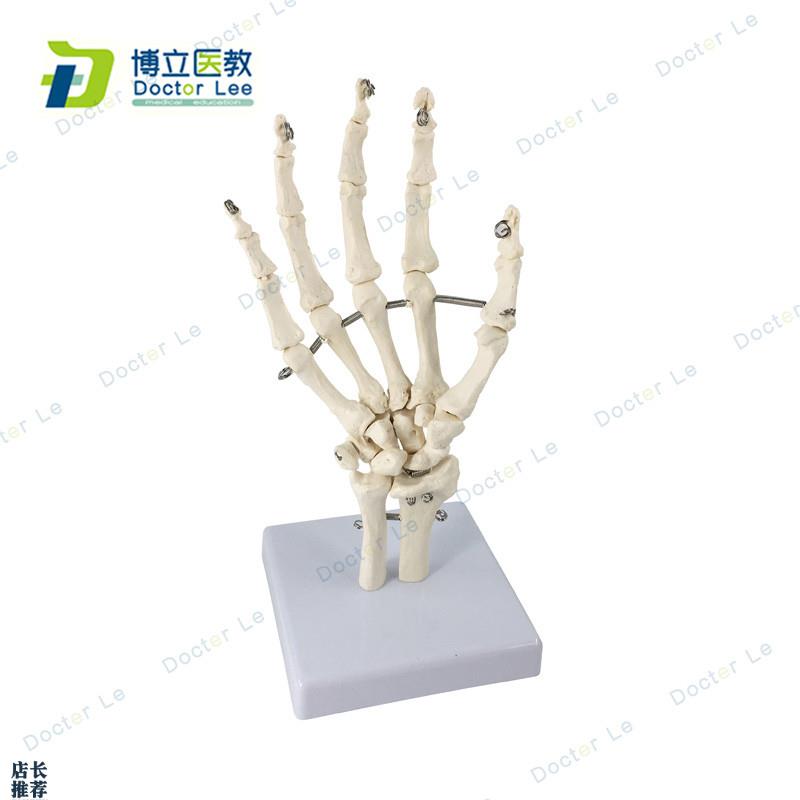 艺用医用绘画人体手关节模型手骨模型手指骨手掌骨骷X髅手骨可活