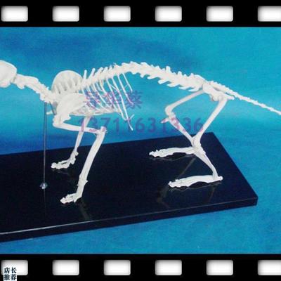 猫猫骨模型猫科动物动物模型动物标本动Q物猫骨骼骨科器械