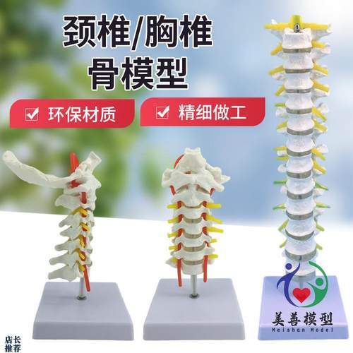1比1脊柱e模型人体骨骼模型颈椎骨血管胸椎神经腰椎间盘医用教学