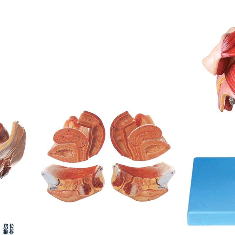 女性生殖器官r结构模型A15105