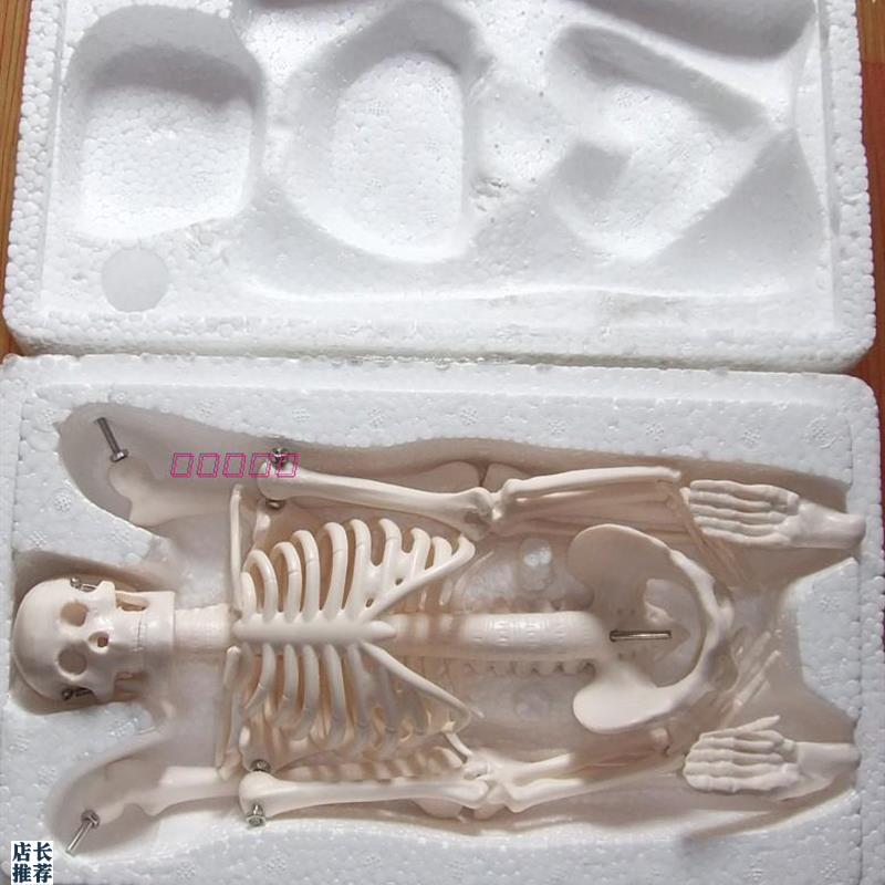 45CM人体骨骼模型骨架教学D模型人骨标本教具素描模型