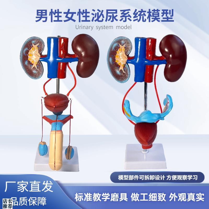 男性泌尿模型女性泌尿系统立体泌尿系统肾输尿管膀W胱及尿道模型