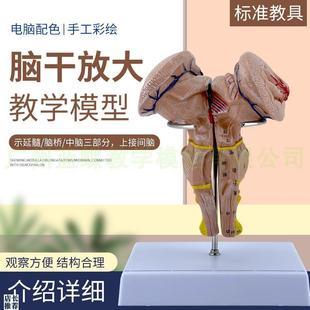 脑干放大模型脑干模型脑干解剖模型大脑模型P脑动模型脉大脑模型