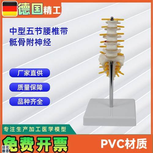 5节中型腰椎带骶骨模型人体L骨骼模型教学模型