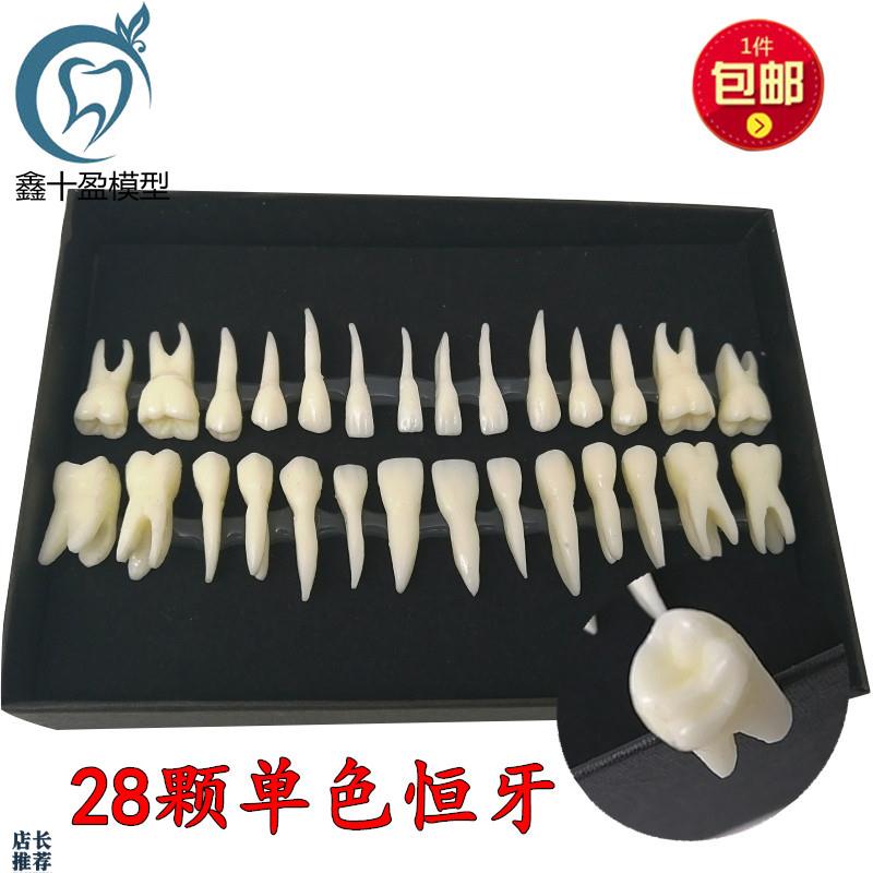 牙科28颗恒牙牙齿k模型带牙根恒牙离体牙模型28颗单色牙齿模型700