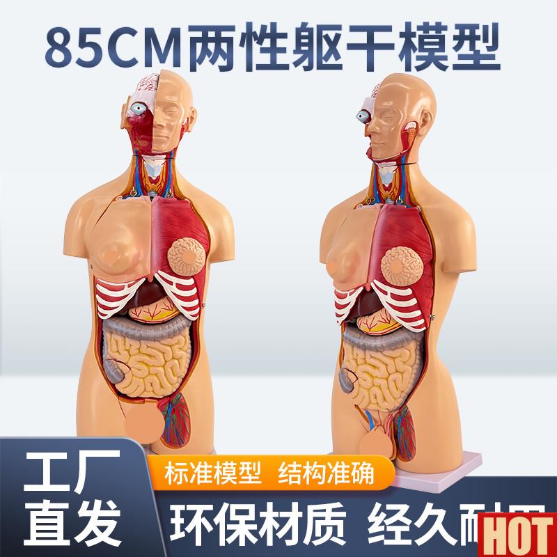 5CM两性躯干L可拆23件人体器官结构组织解剖内脏器官结构分布结构