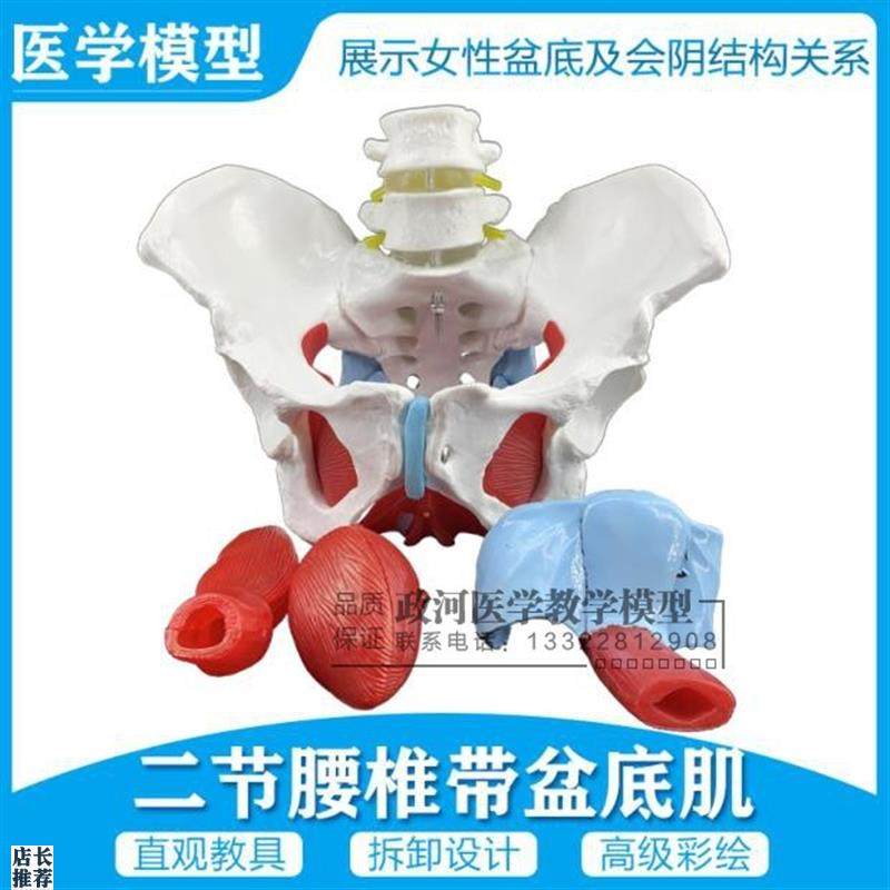 女性骨盆生殖器官模型盆腔盆底肌结构骨盆附盆R底肌二节腰椎模型