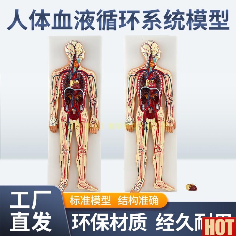 体血液循环系统模型全身内脏器官解剖教v学教具心脏血管演示模型