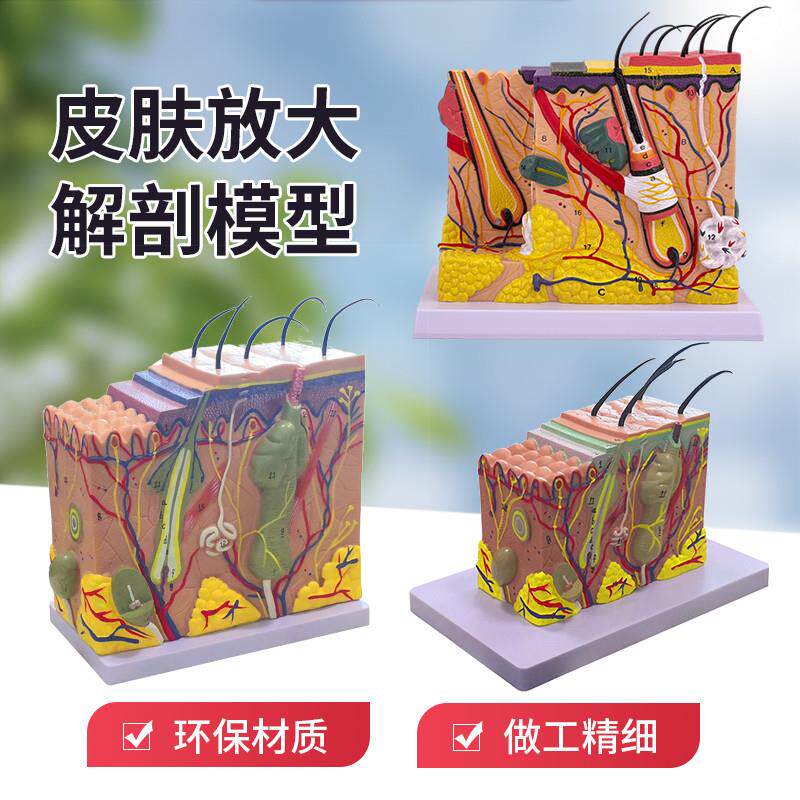 皮肤模型人体毛囊汗腺结构放大70倍毛发生长立体层次W美容教学模