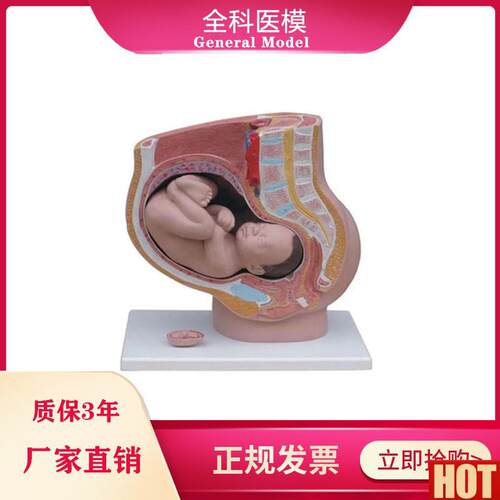 性盆腔自然大妊娠p九个月胚胎模型 女性失状分娩解剖模型