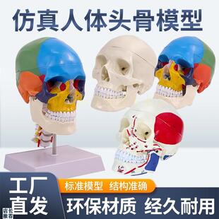 成人11医学仿真人体头骨模型头颅骨解剖M数字编码标识骷髅标本
