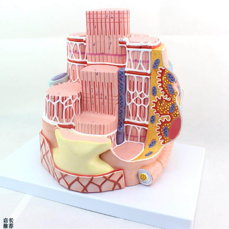 ENOVOb颐诺人体骨骼肌纤维模型显微解剖模型骨骼肌结构MICROanato