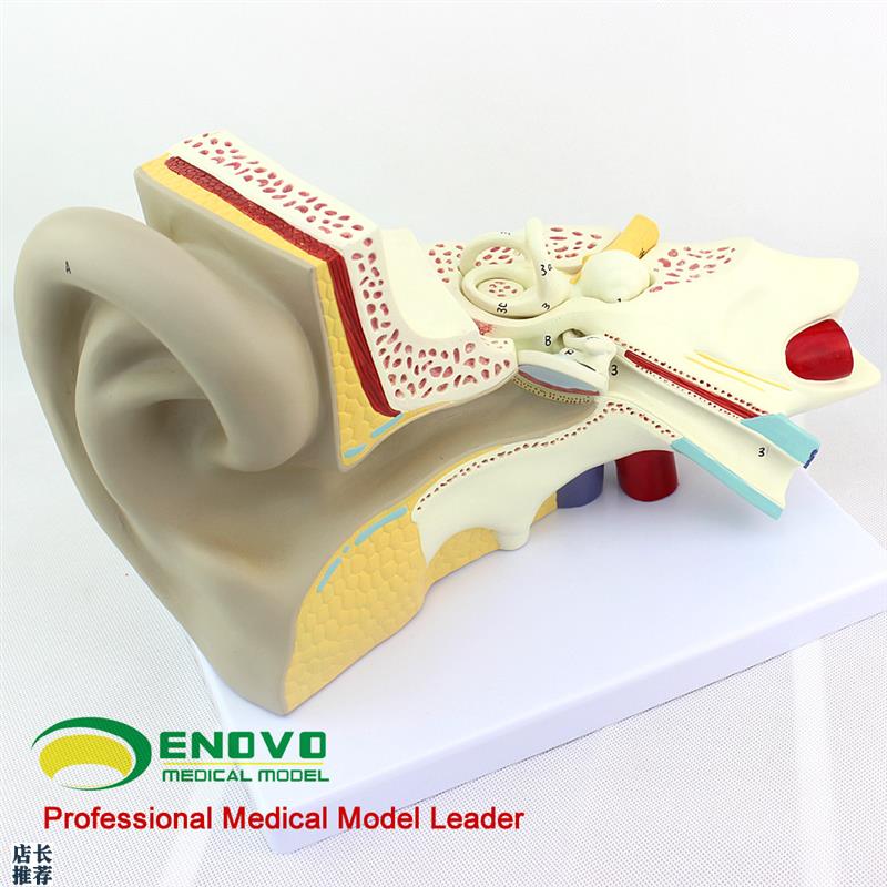 颐诺正品医f用人体耳模型内耳迷路模型耳鼻喉科听觉系统器官模型