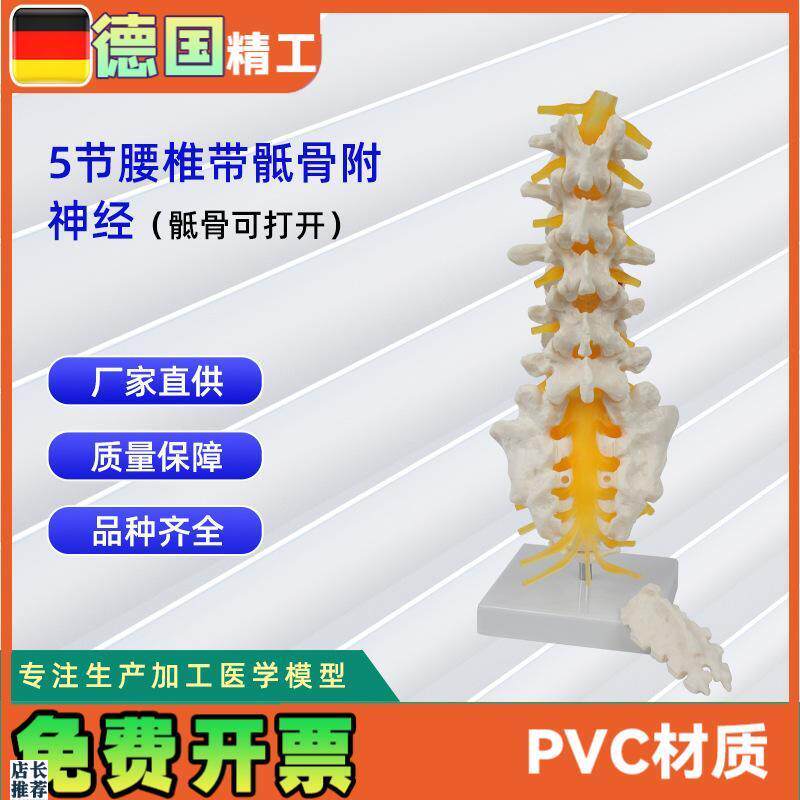 5节腰椎带骶骨可打开模型(L)人体教学讲解模型