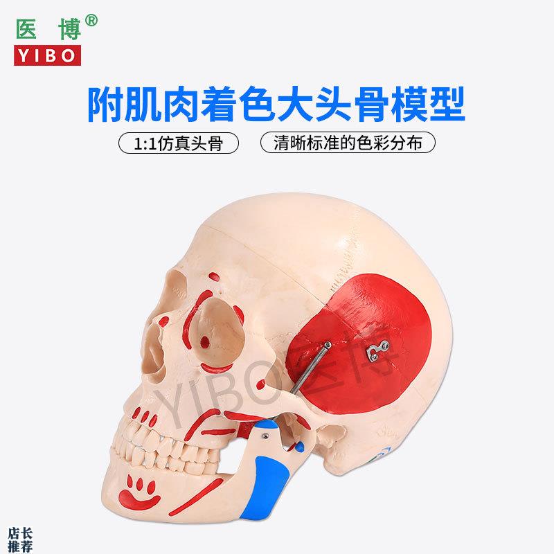 医博仿真人头骨模型自然大1:1头骨颅骨模型医学人头R骨可拆卸骷髅