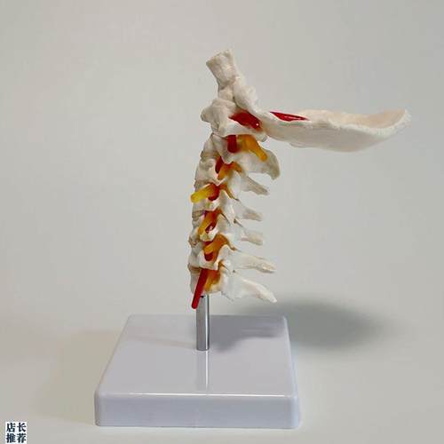 1比1颈椎模型枕骨m动脉血管神经寰椎枢椎人体脊柱正骨麻醉中医康