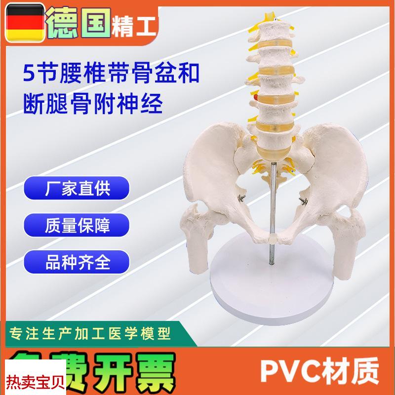 5节腰椎带骨盆和断腿骨附神经人体骨骼模型24*T20*30CM