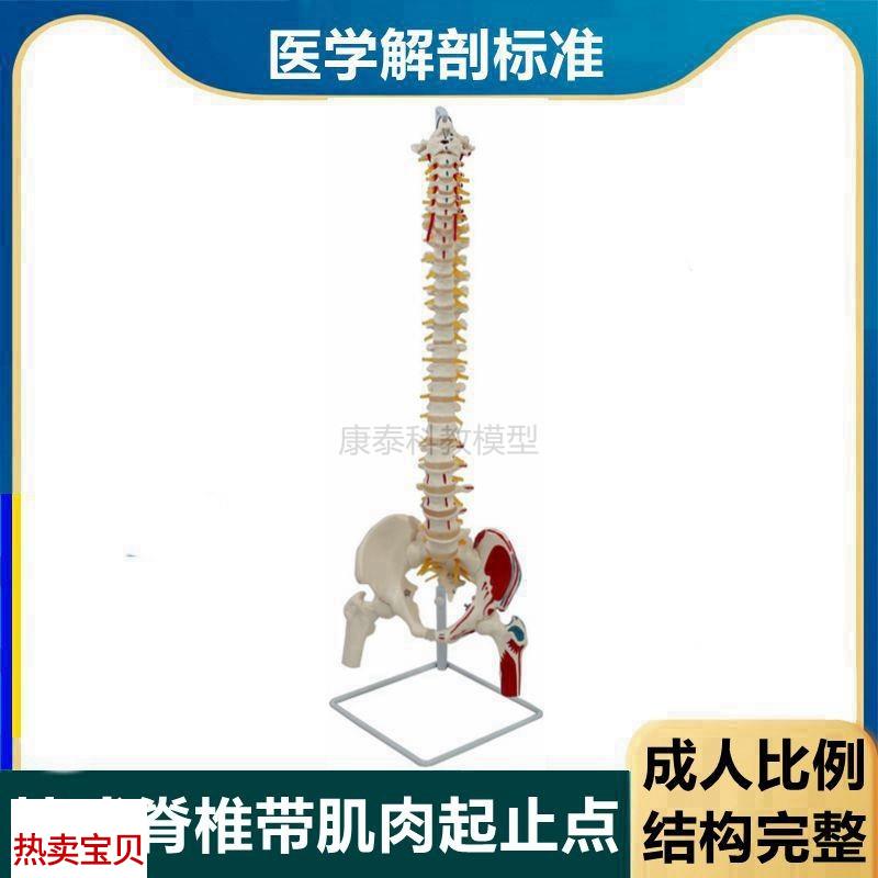 1比1脊柱带肌肉起止o点骨盆股骨头可拆卸颈椎胸椎腰椎正骨瑜伽中