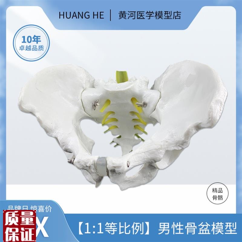 人体自然大骨盆模型1:r1自然大盆骨模型骨盆男性骨盆模型骨骼模