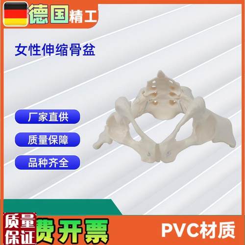 女性伸缩骨盆m人体骨盆模型医学骨骼教学模