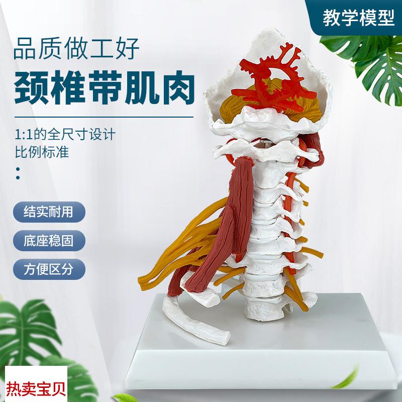高级颈椎带肌肉椎动脉后s枕骨椎间盘与神经展示1:1颈椎附肌肉模型