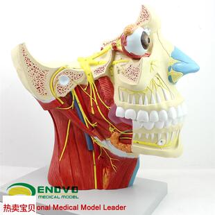 颐诺正品12对颅脑神r经模型神经内科外科美容整形头部大脑模型
