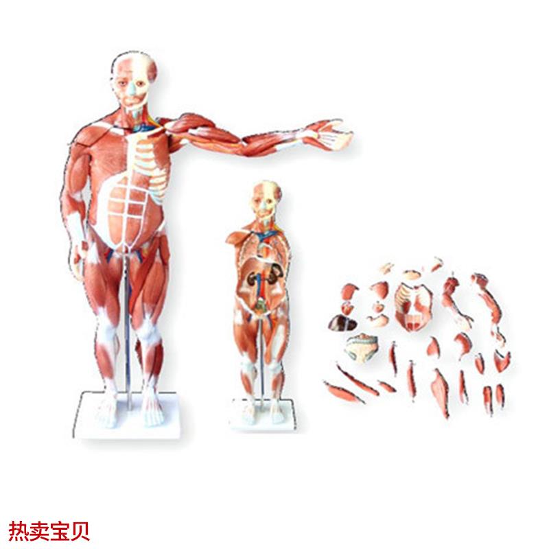 80CMd人体肌肉模型医学教学模具