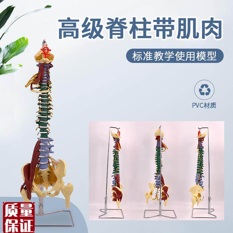 医学人体彩色分区脊o柱带肌肉脊椎腰椎颈椎胸椎按摩骨骼骨架模