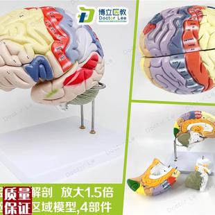 专业医学人体大脑解剖模型脑x功能放大1.5倍带标示教学脑科脑皮