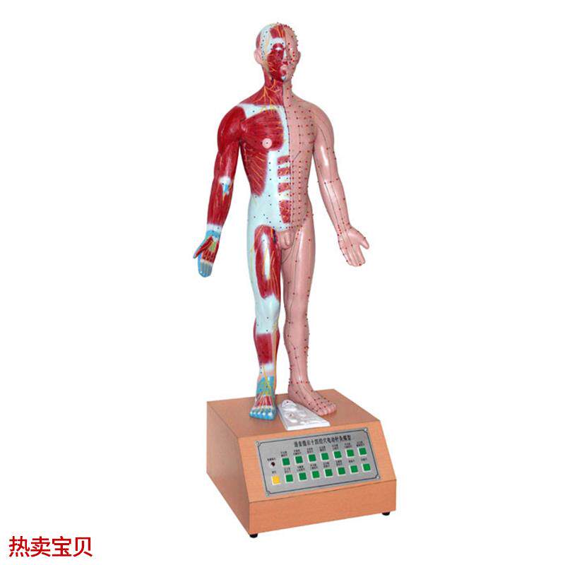 人体中医用电动语音语言提示十四B针灸模型解剖经脉络穴位标本模