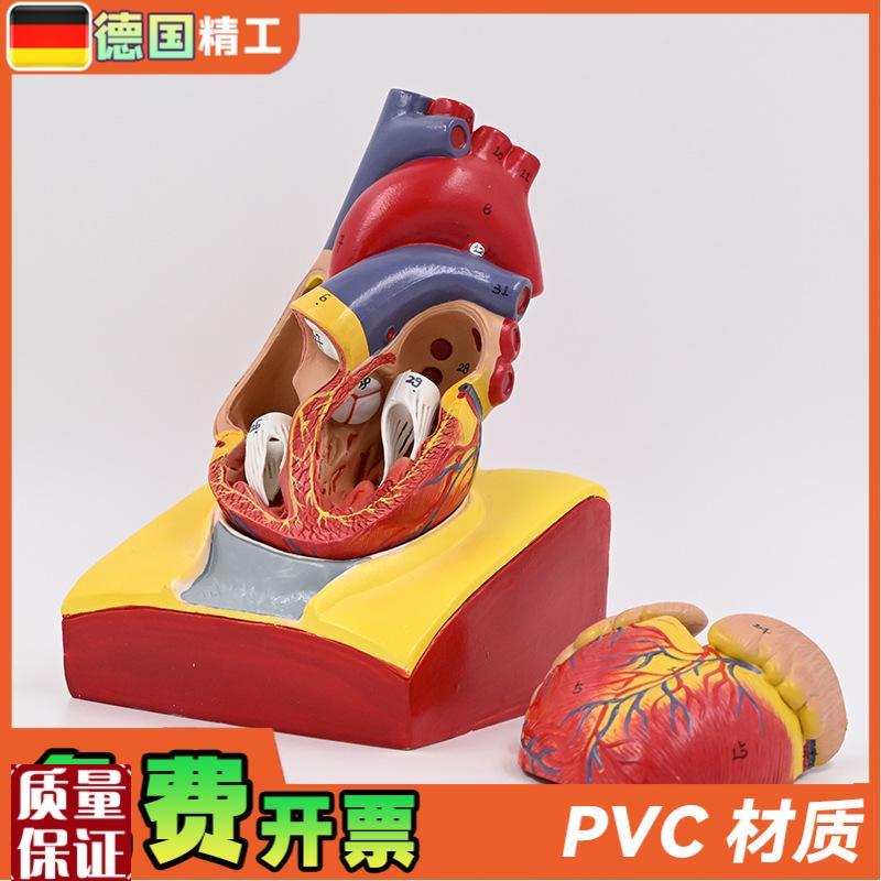 德国】1:1人体心脏解剖模型B超彩超心脏模型拆卸医学.自然大心脏