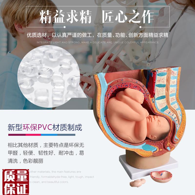 女性矢状解剖模型足月婴儿模型骨盆妊娠九月胎儿T模型分娩直观教