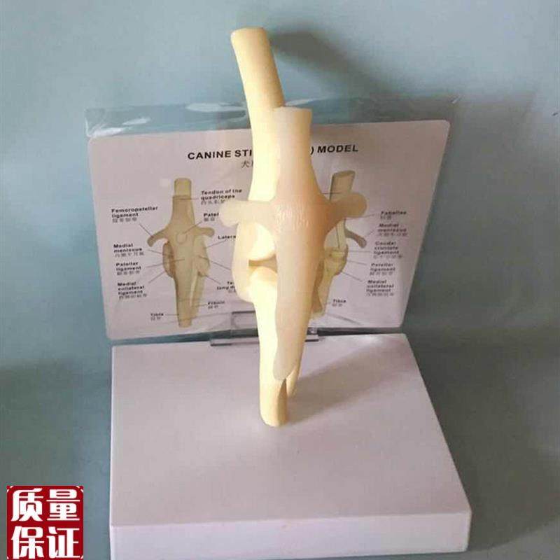 狗膝关节模型狗骨架犬骨架犬科教学F宠物畜牧兽医教学教仪厂家直