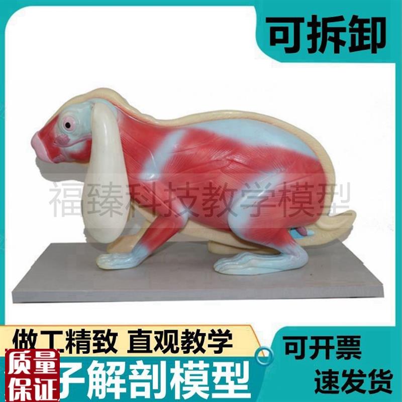 兔子解剖模型内脏可拆卸皮肤肌肉E层仿真兔骨骼标本头骨可活动展