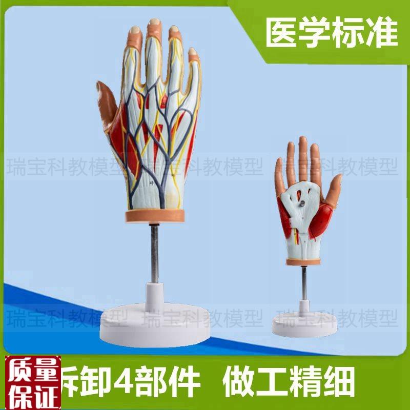 手部肌肉模型肌腱关节韧带手部血D管神经分布外科解剖仿真标本教