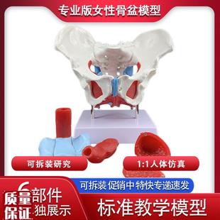 可活动女性骨盆生殖器官模型盆B腔结构膀胱盆底肌肉康复医用盆