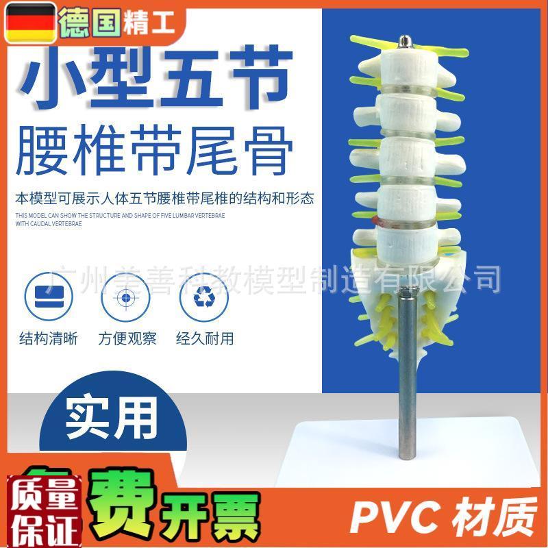 小型腰椎b带尾椎骨模型5节带腰椎间盘的腰椎骶骨尾骨和脊