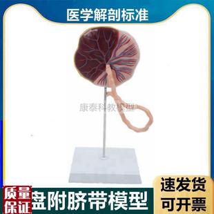 胎盘解剖模型脐带动静脉血管产科生殖羊K膜胎儿血液循环临床医用