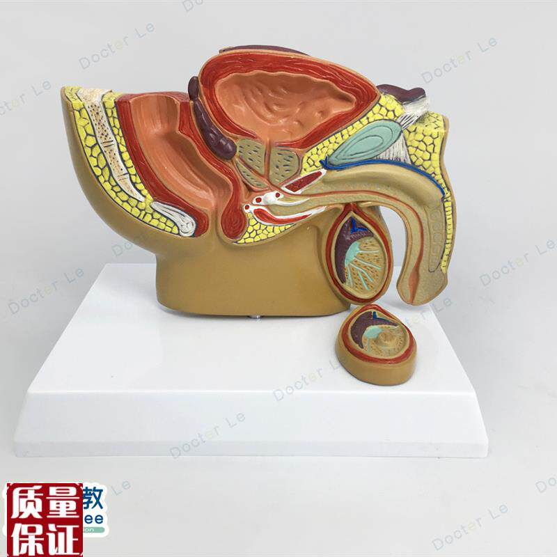 人体小型男性前j列腺模型盆腔睾丸前型男科泌尿科生殖系统生殖