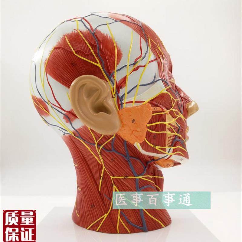 头浅表模型神经血管模型头部矢B状剖面切面附血管神经微整形模