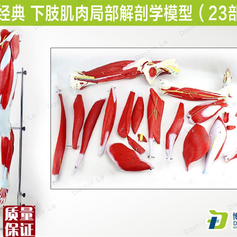 医学人体下e肢腿部肌肉局部解剖模型运动腿骨骼康复运动健身教