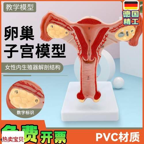 人体子宫模型教具模具阴道卵巢解剖医K学女性仿真女性生殖模器