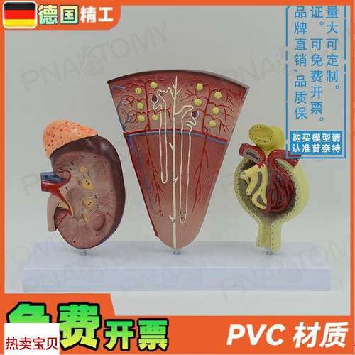德国】人体立体肾脏解剖模型肾与肾单位肾小球泌尿X系统泌尿科男