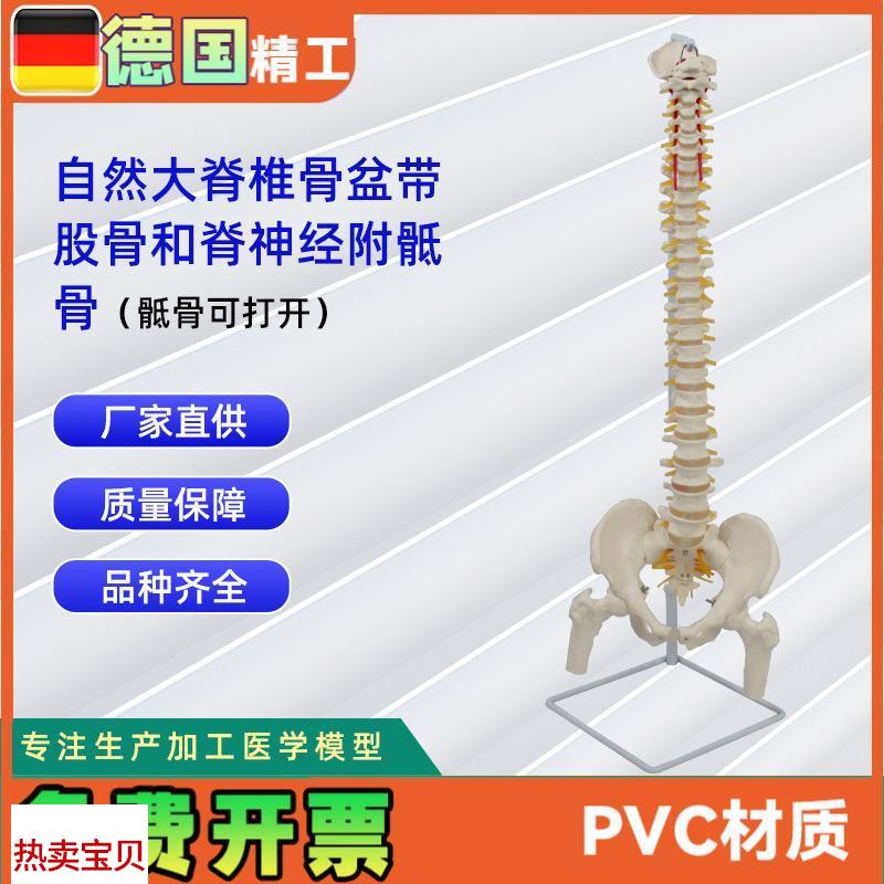 自然大脊椎骨盆带股骨和脊神经附骶骨(骶骨V可打开)模型