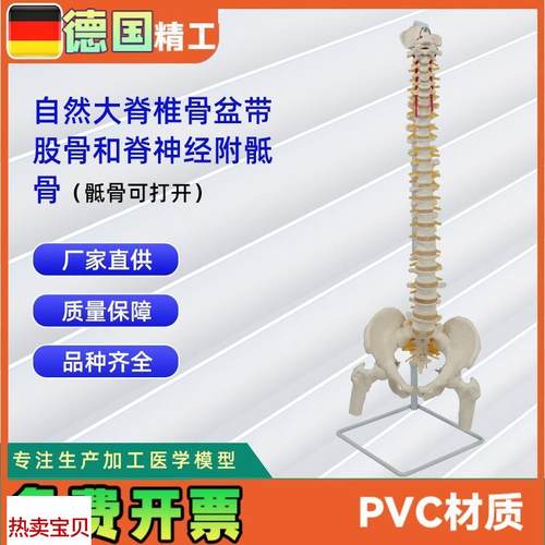 自然大脊椎骨盆带股骨和脊神经附骶骨(骶骨V可打开)模型